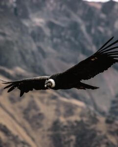 Arequipa e o Cânion do Colca: por que esse destino encanta os brasileiros 2026
